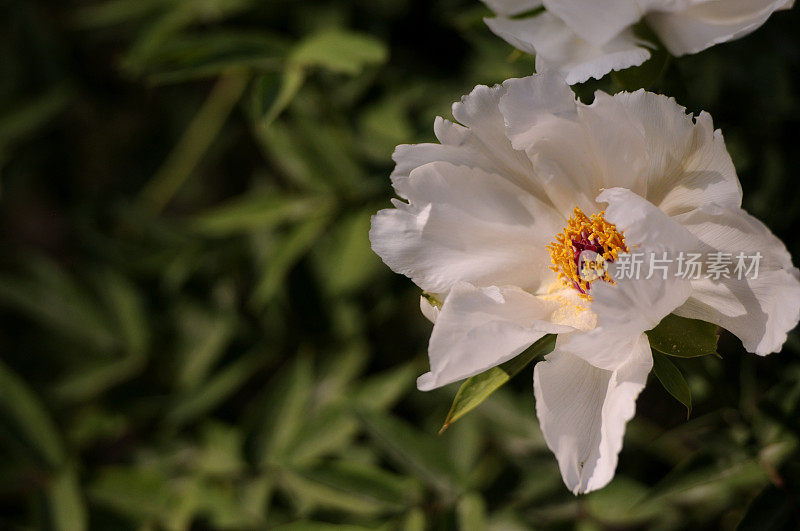 Paeonia suffruticosa